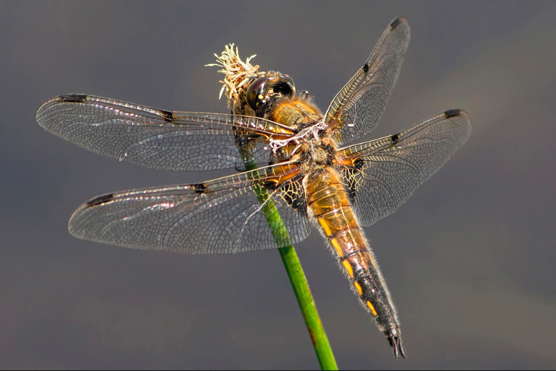 four-spot-chaser-by-nops