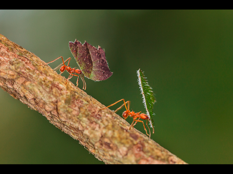 leafcutter-ants-by-nops