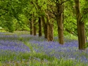 bluebell-wood-by-john-young
