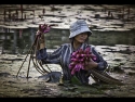 lotus picker by Lester Woodward