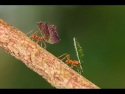 Open - leafcutter-ants-by-sue-hartley