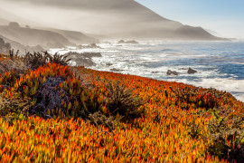 Misty Sea View and Ice Plants by Jack Worsnop