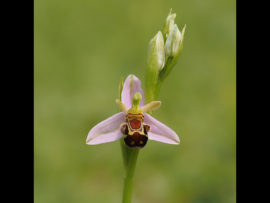 BEE ORCHID by John Purchase