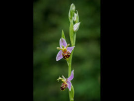 OPHRYS APIFERA (BEE ORCHID) by Lois Webb