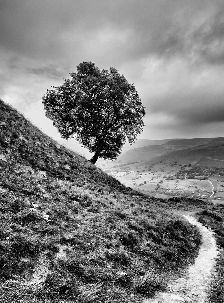 TREE AND PATH DERBYSHIRE by Andy McDonald