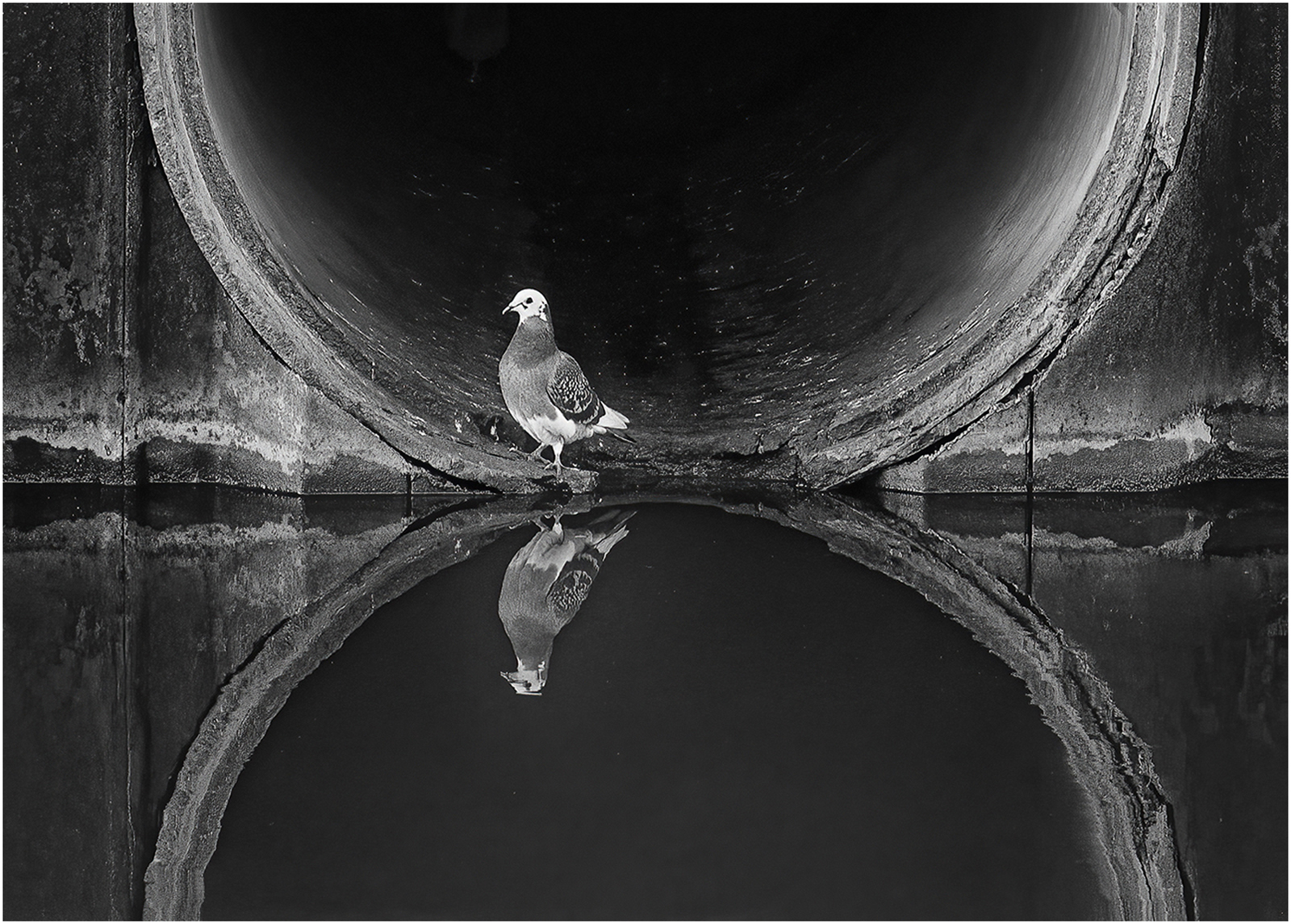 PIGEON AND PIPE by Malcolm Nabarro