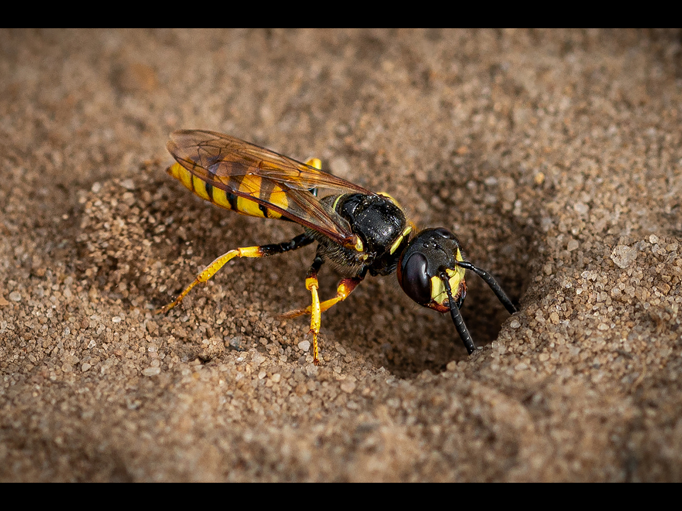 PHILANTHUS TRIANGULUM (BEE WOLF) DIGGING by Lois Webb