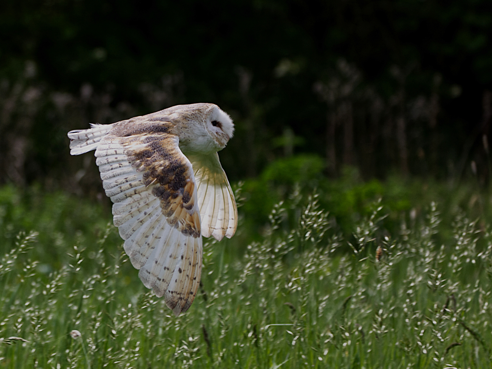 4G5A2823 - Owl in flight