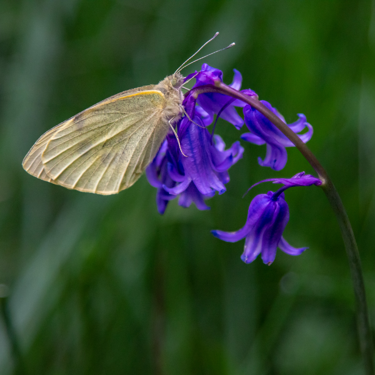 BUTTERFLY ON BLUEBELL by Patrick Wallis