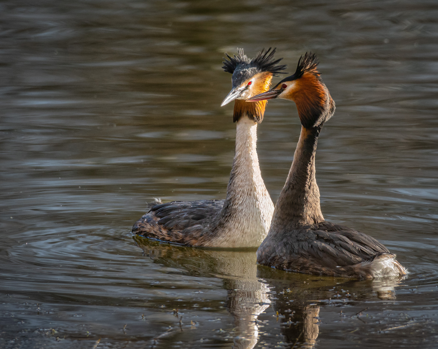 GREAT CRESTED GREBES by Chris Houldsworth