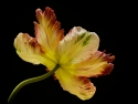 parrot-tulip-by-steve-giles