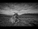 shaggy-goat-story