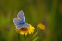common-blue-by-nops