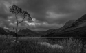 lone-tree-buttermere