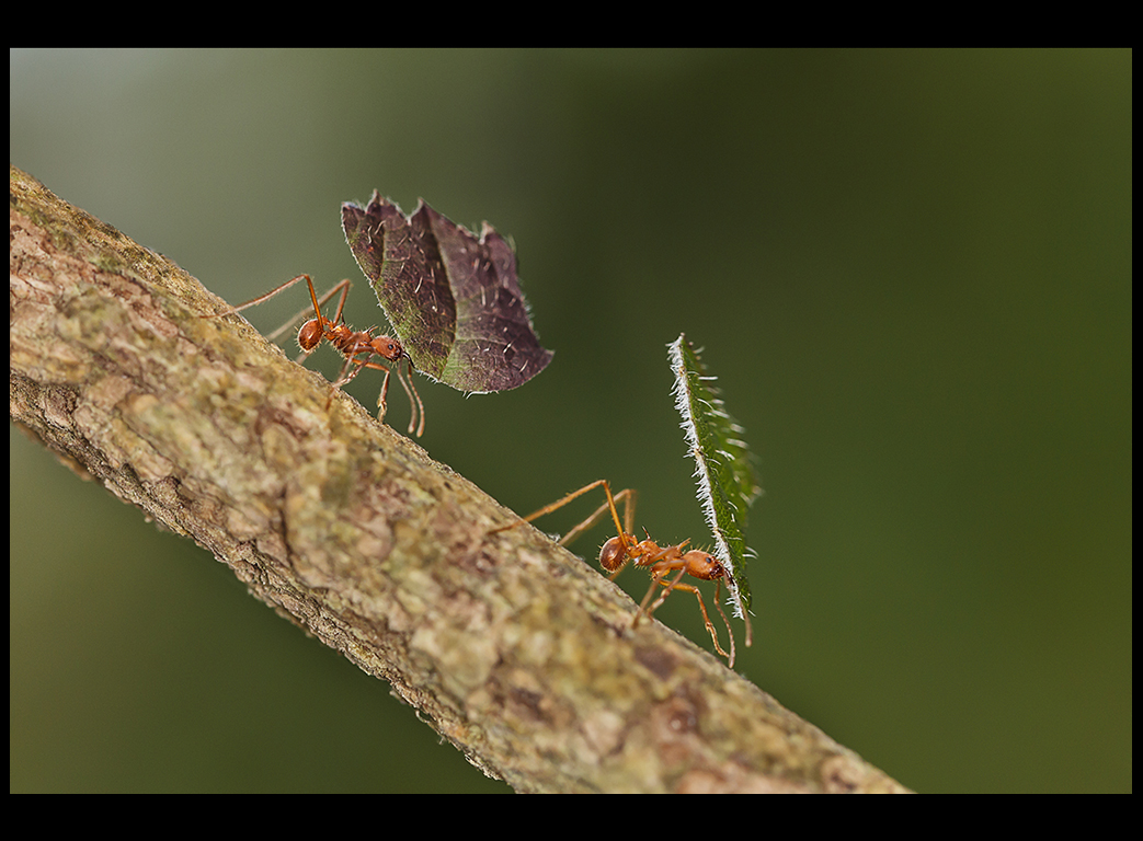 LEAF CUTTER ANTS by Sue Hartley
