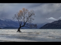 A MOMENT OF LIGHT AT THE LONE TREE OF WANAKA