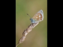 Common Blue by John Purchase