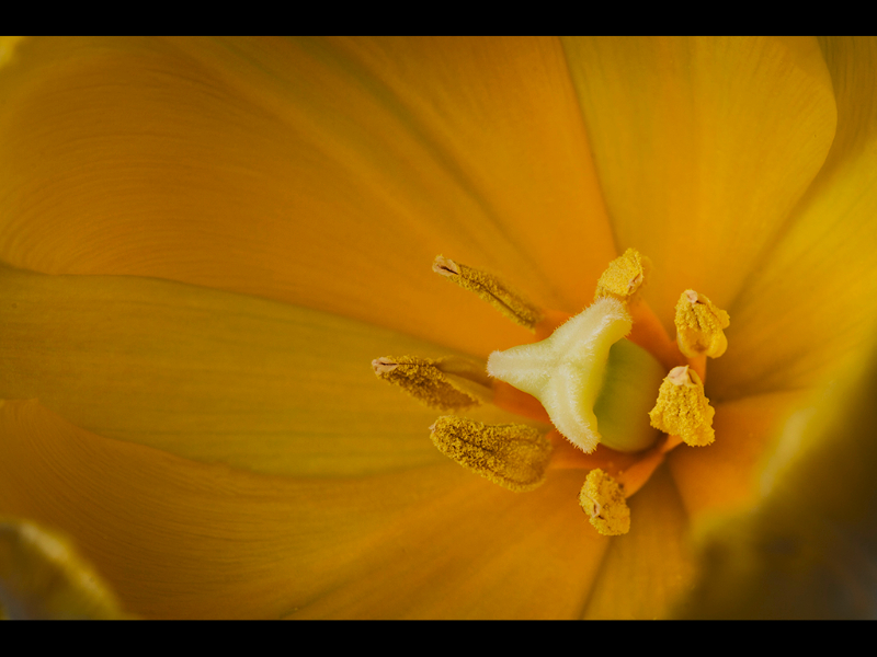 Open - tulip-detail-by-sue-hartley