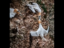 gannet-rivals-by-sue-hartley