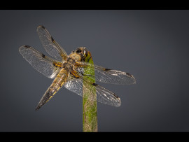 4 SPOT CHASER by  Lester Woodward