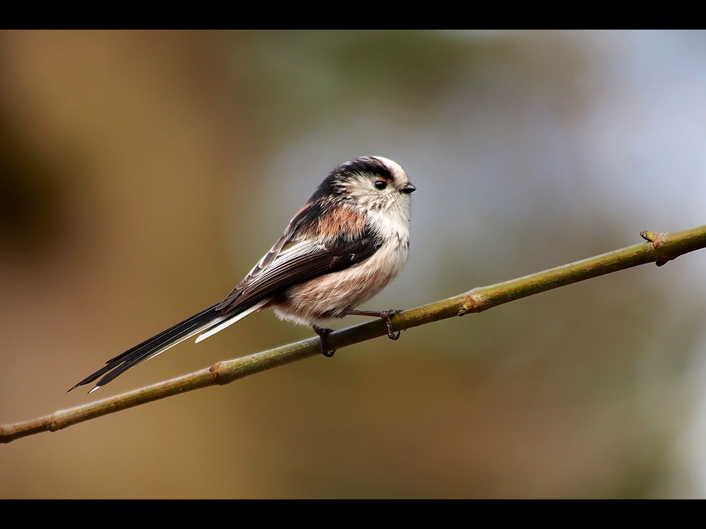 LONG TAILED TIT by John Purchase