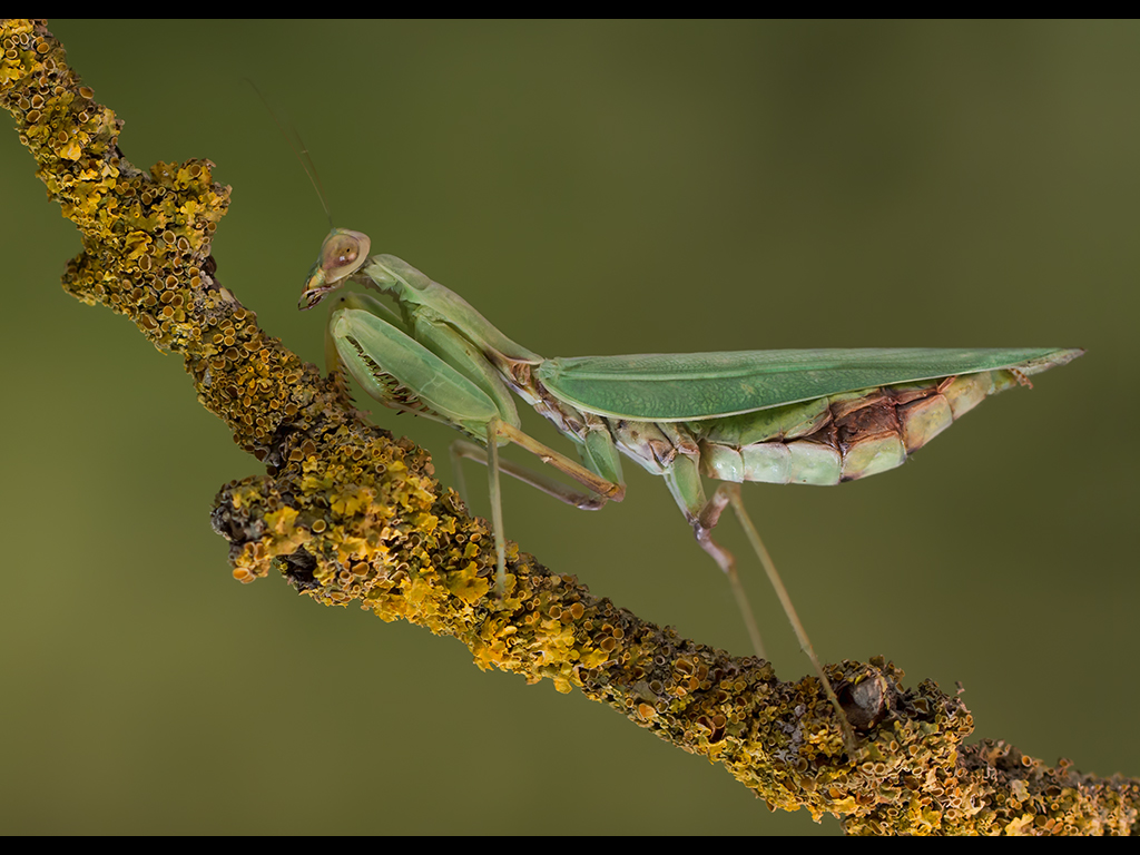 MANTIS by Lester Woodward