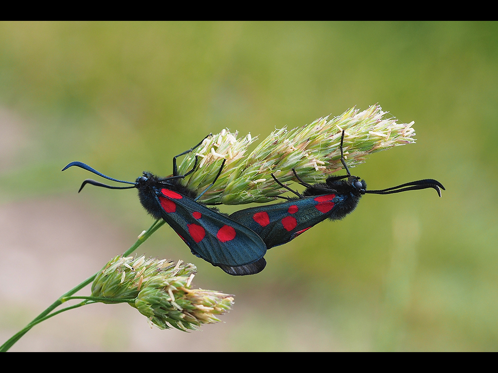 MATING MOTHS  by John Purchase
