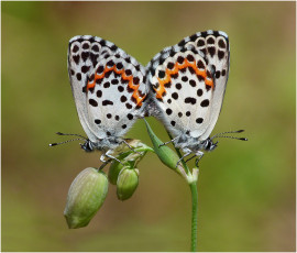 Mating Chequered Blue - Sileby PS