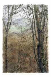 WOODLAND AUTUMN MIST by John Young