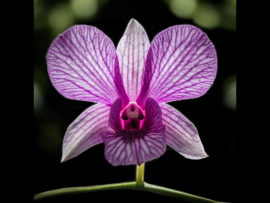 ORCHID by Tom Cross