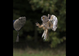 OWL FOCUS by Paul McKinley