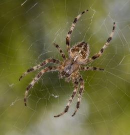 garden-spider-araneus-diadematus-by-george-reilly