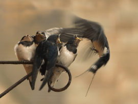 swallows-feeding-by-steve-roper