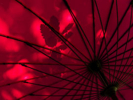 BROLLY STRUCTURE by Steve Roper