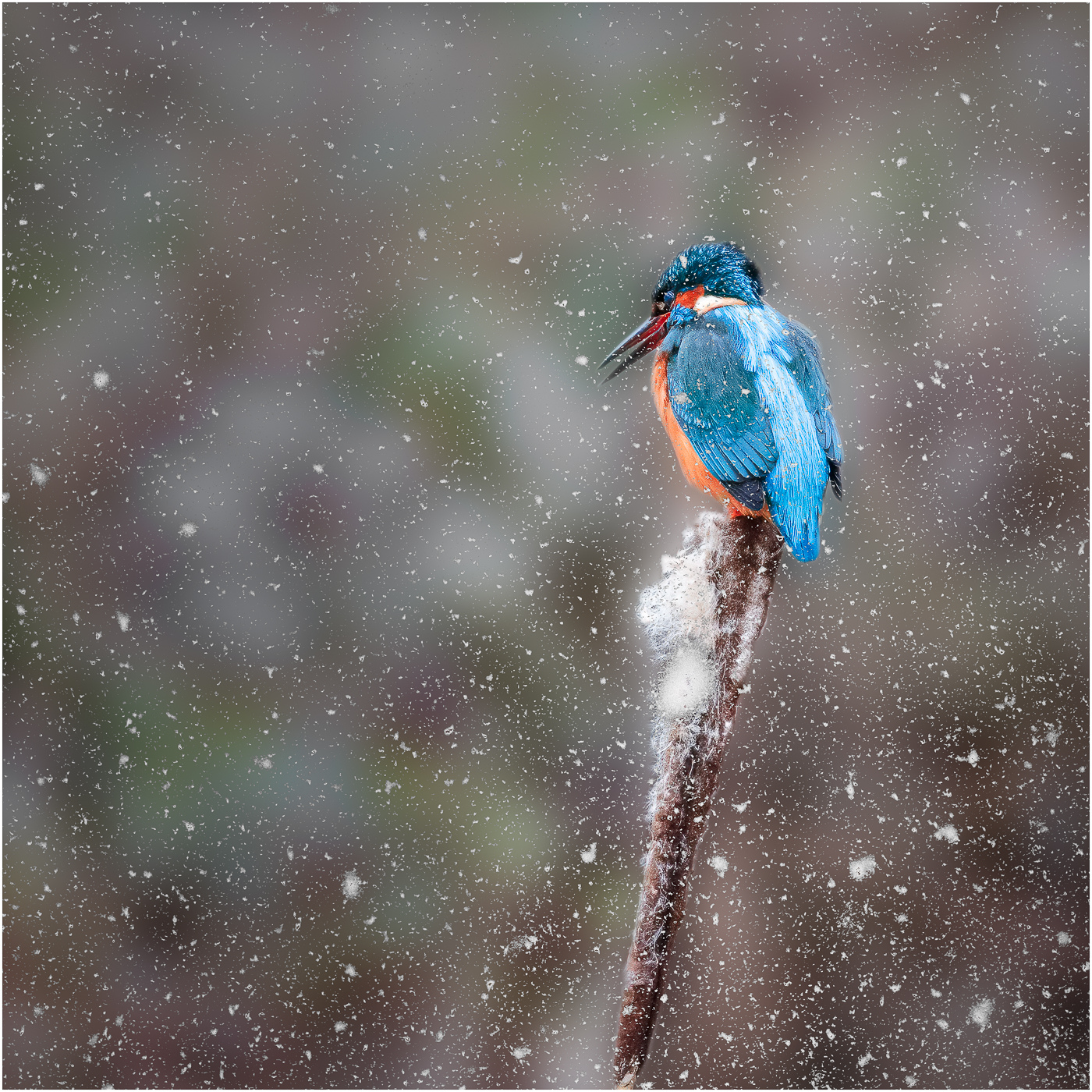 KINGFISHER IN SNOW by Jack Worsnop
