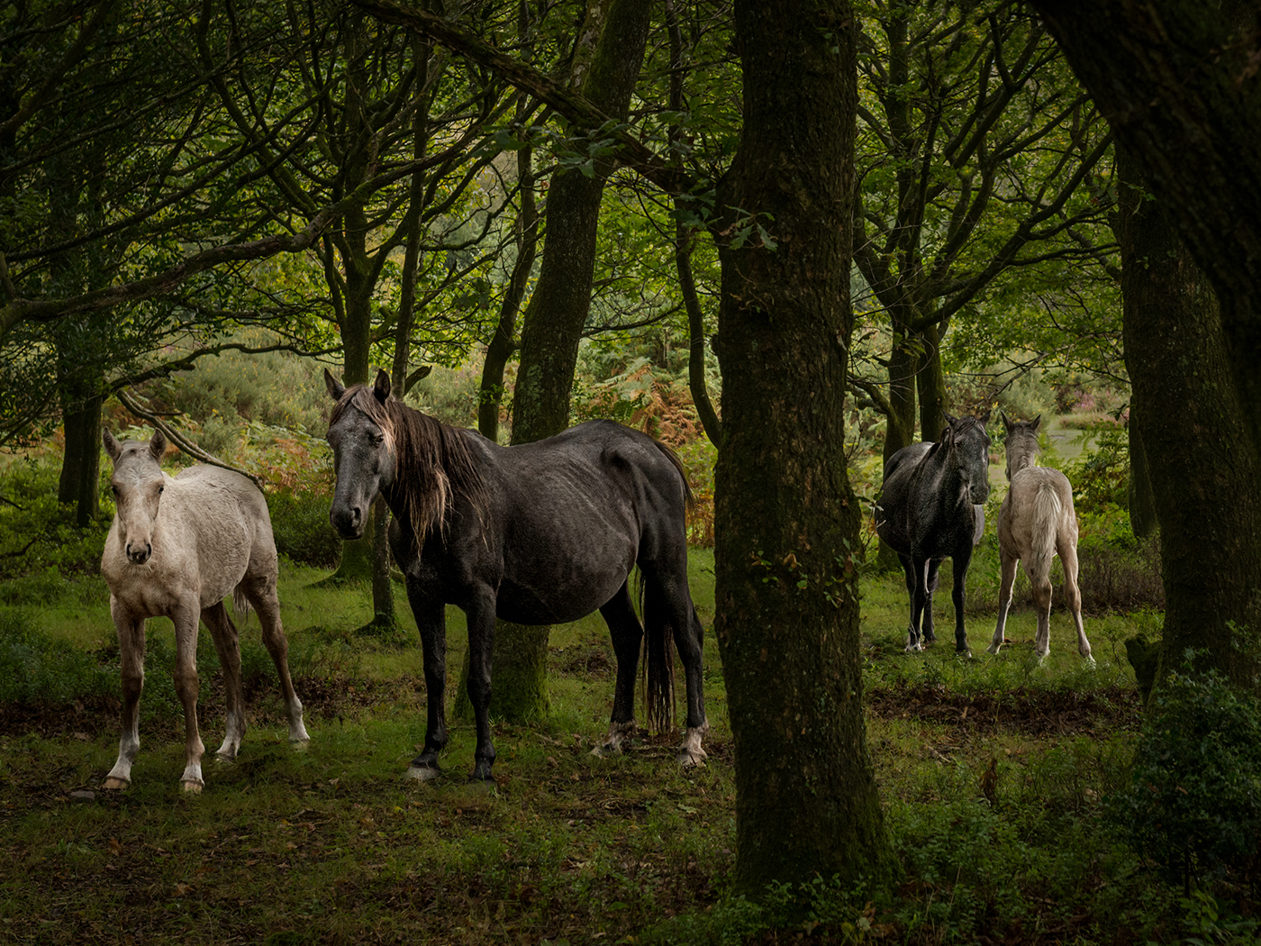 FILLIES AND FOALS IN THE QUANTOCK HILLS by Lois Webb