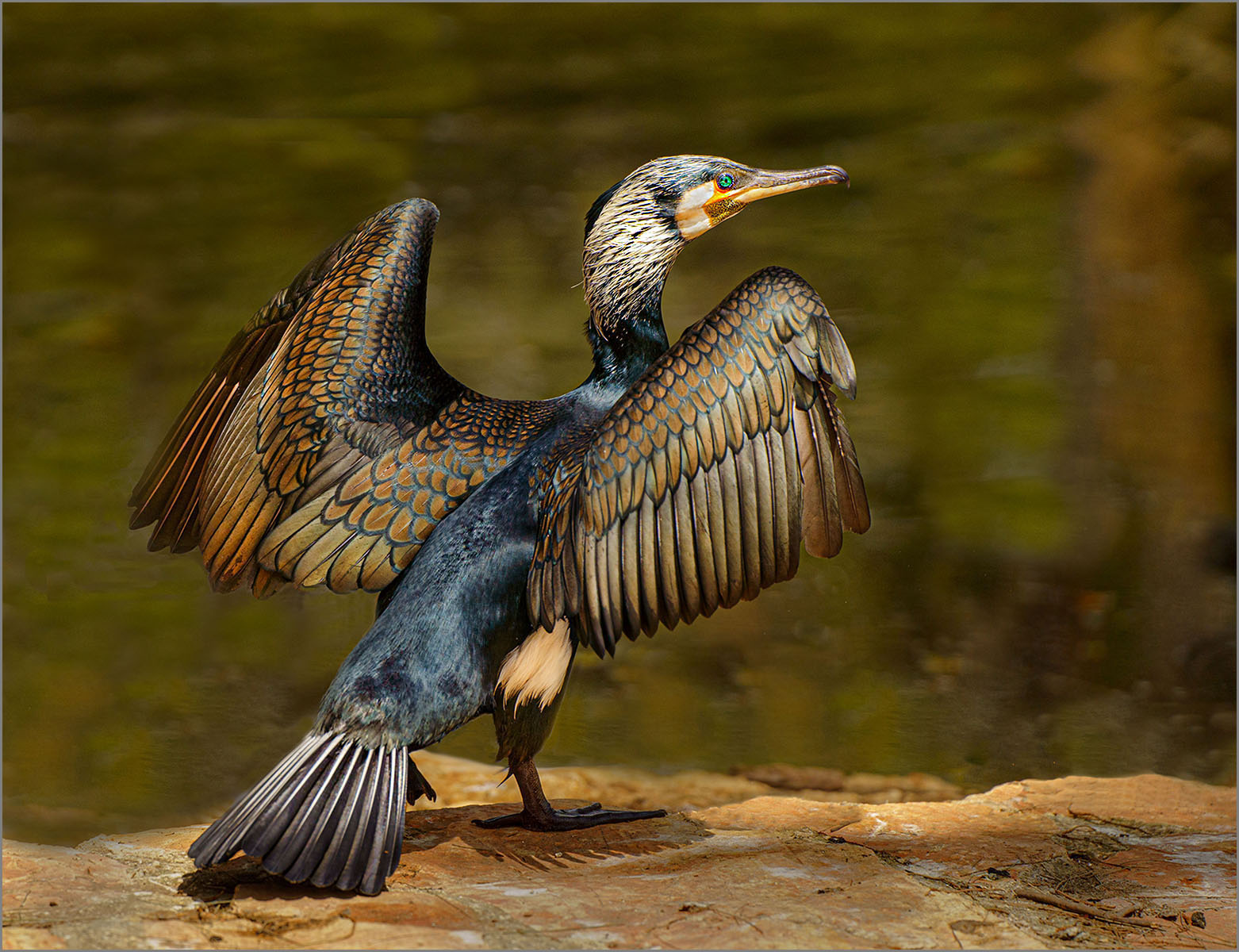 MIDDLE EASTERN GREAT CORMORANT by Malcolm Nabarro