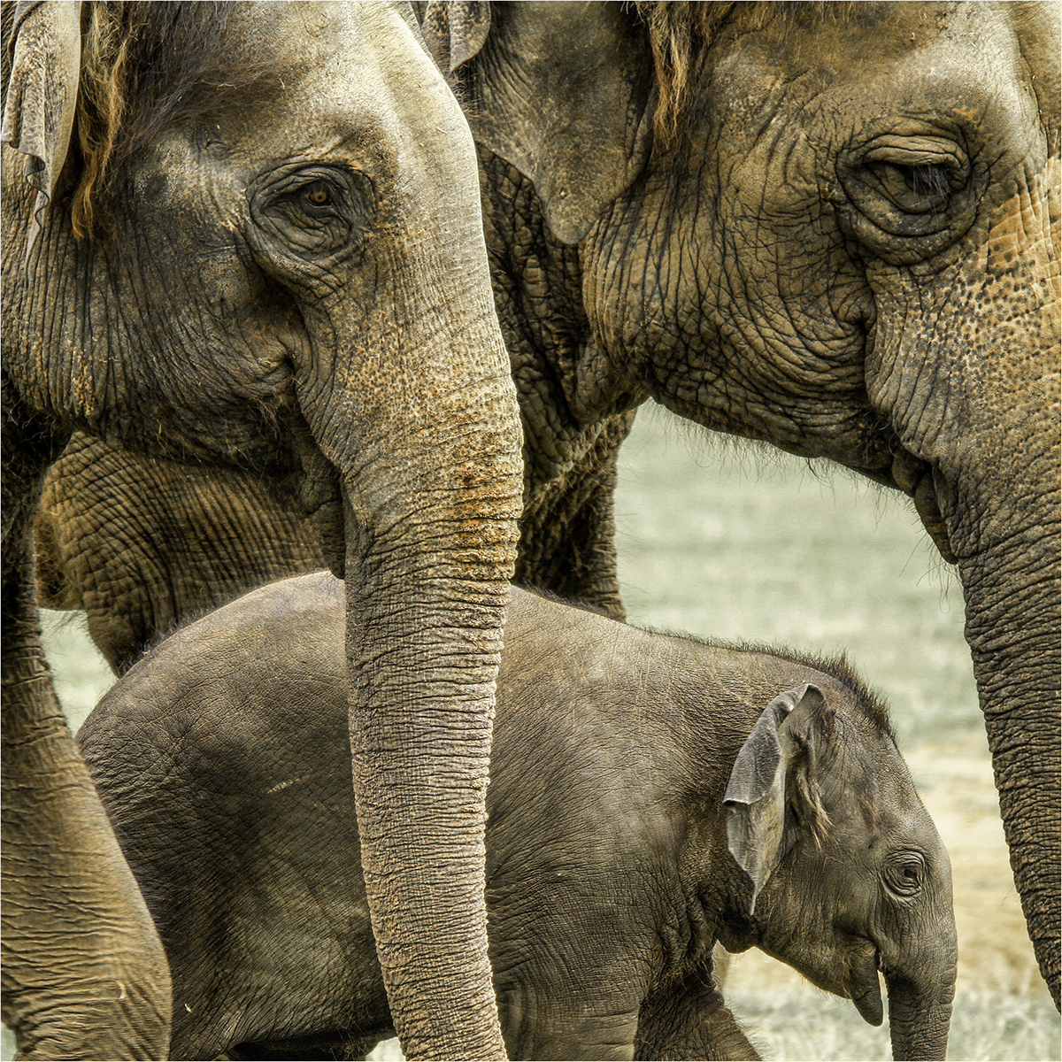 THE ELEPHANT FAMILY by Nigel Stewart