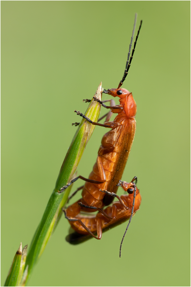 red soldier beetle by Lester Woodward