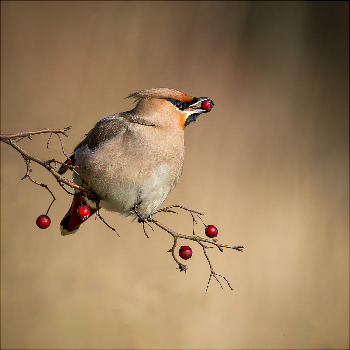 WAXWING WITH RED BERRY by Nigel Stewart