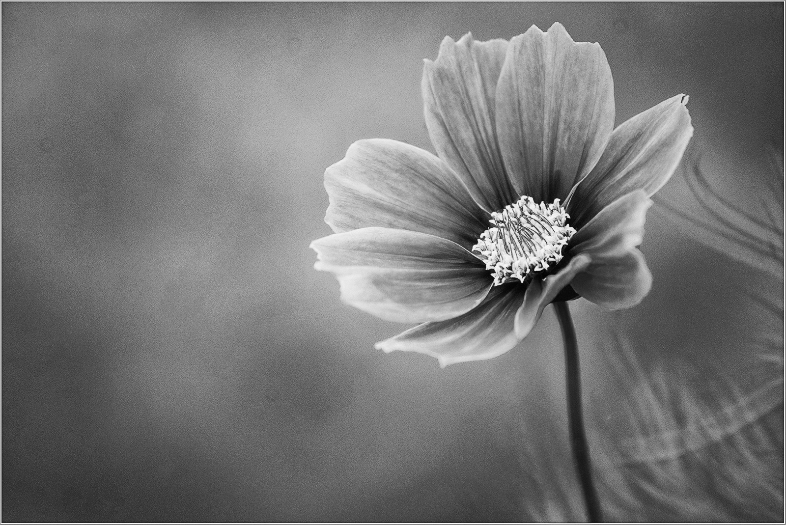 COSMOS IN BLOOM by Sue Jackson
