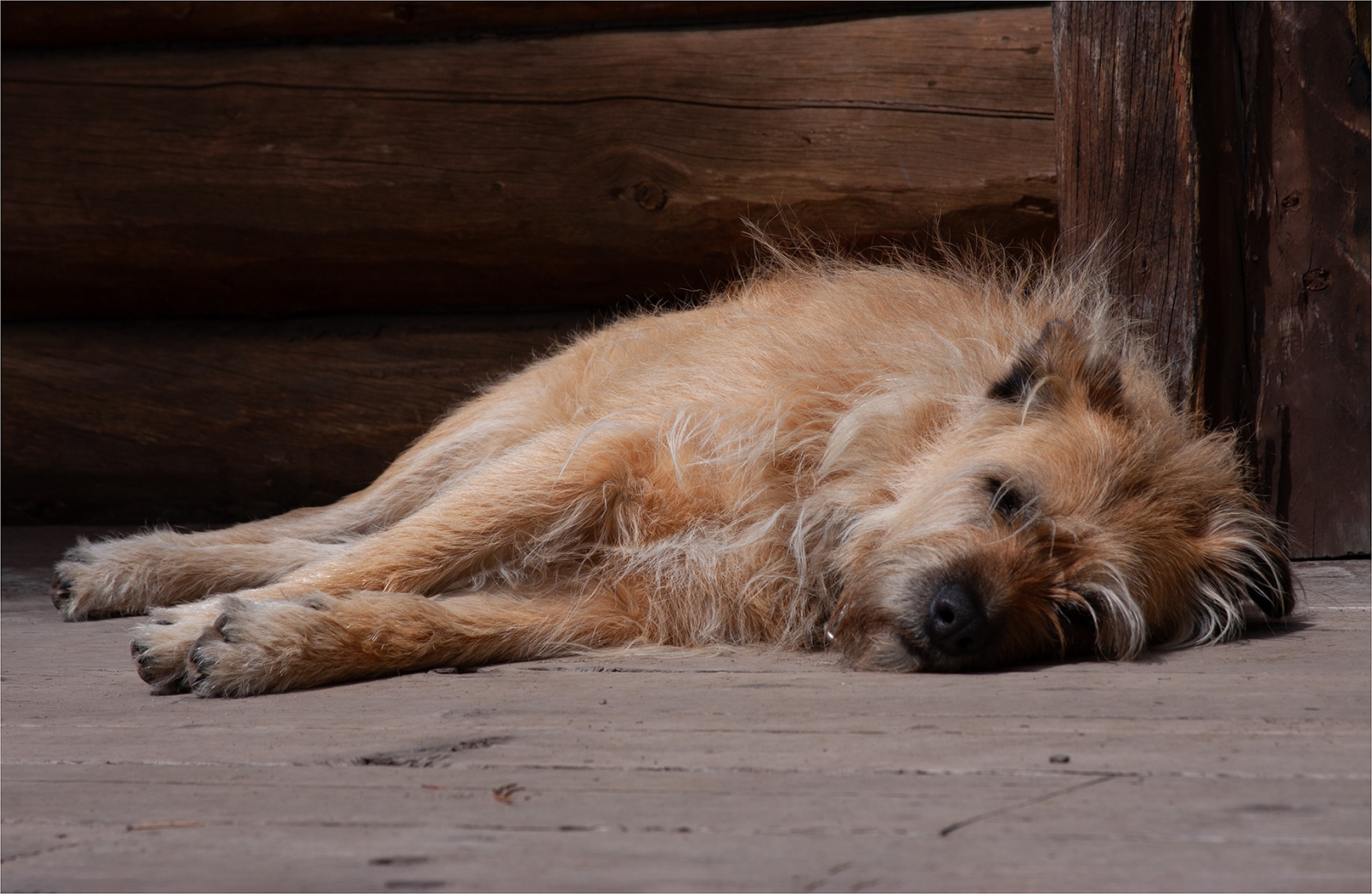 POOPED by Melanie Rowe