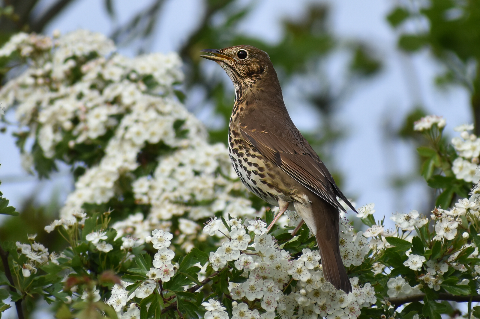 FEMALE_BLACKBIRDD
