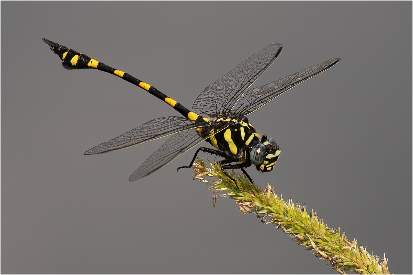 common clubtail