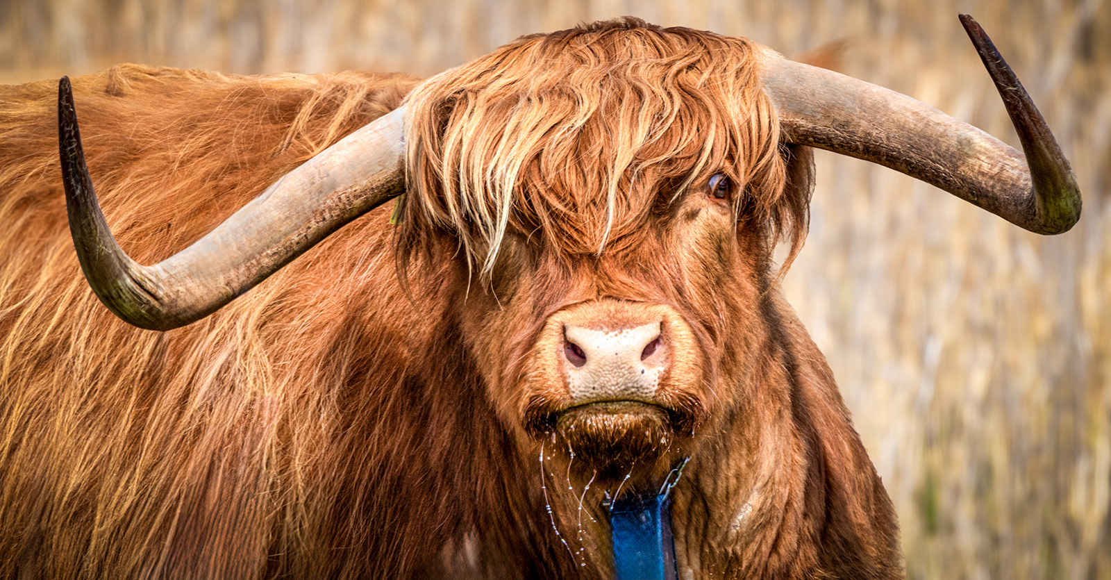 HORNED BEAUTY by Nigel Stewart