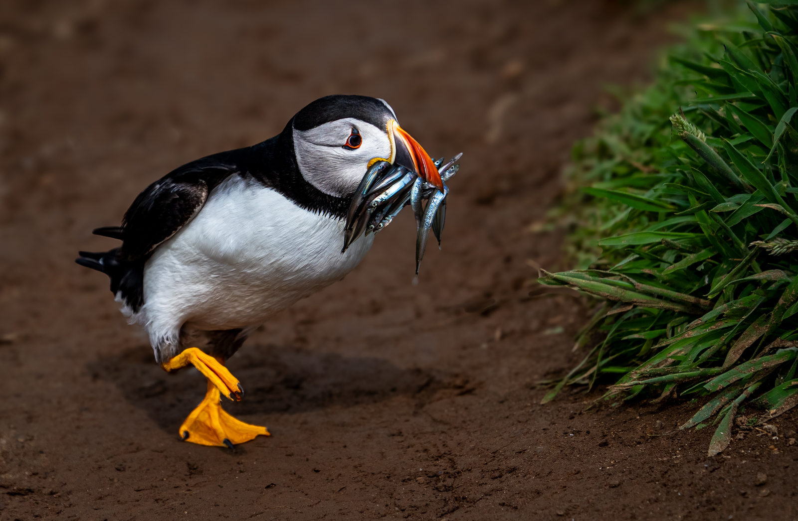 HUNGRY MOUTH TO FEED by Ray Andrews