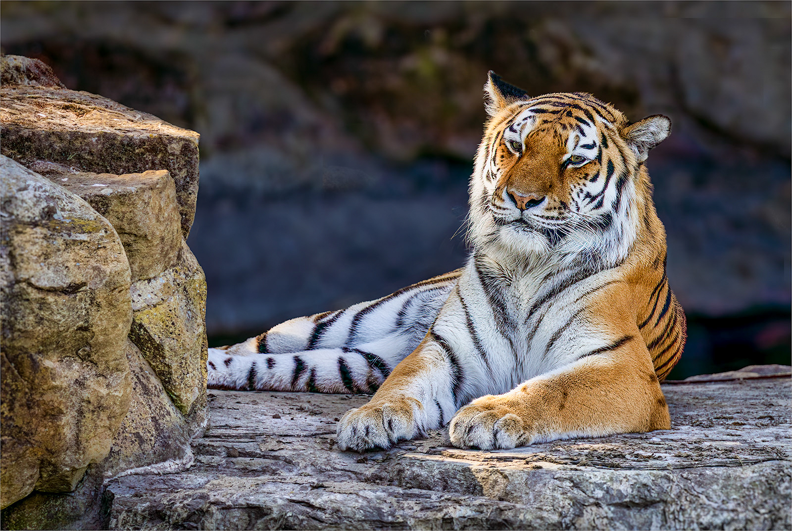VIGILANT REST by Nigel Stewart
