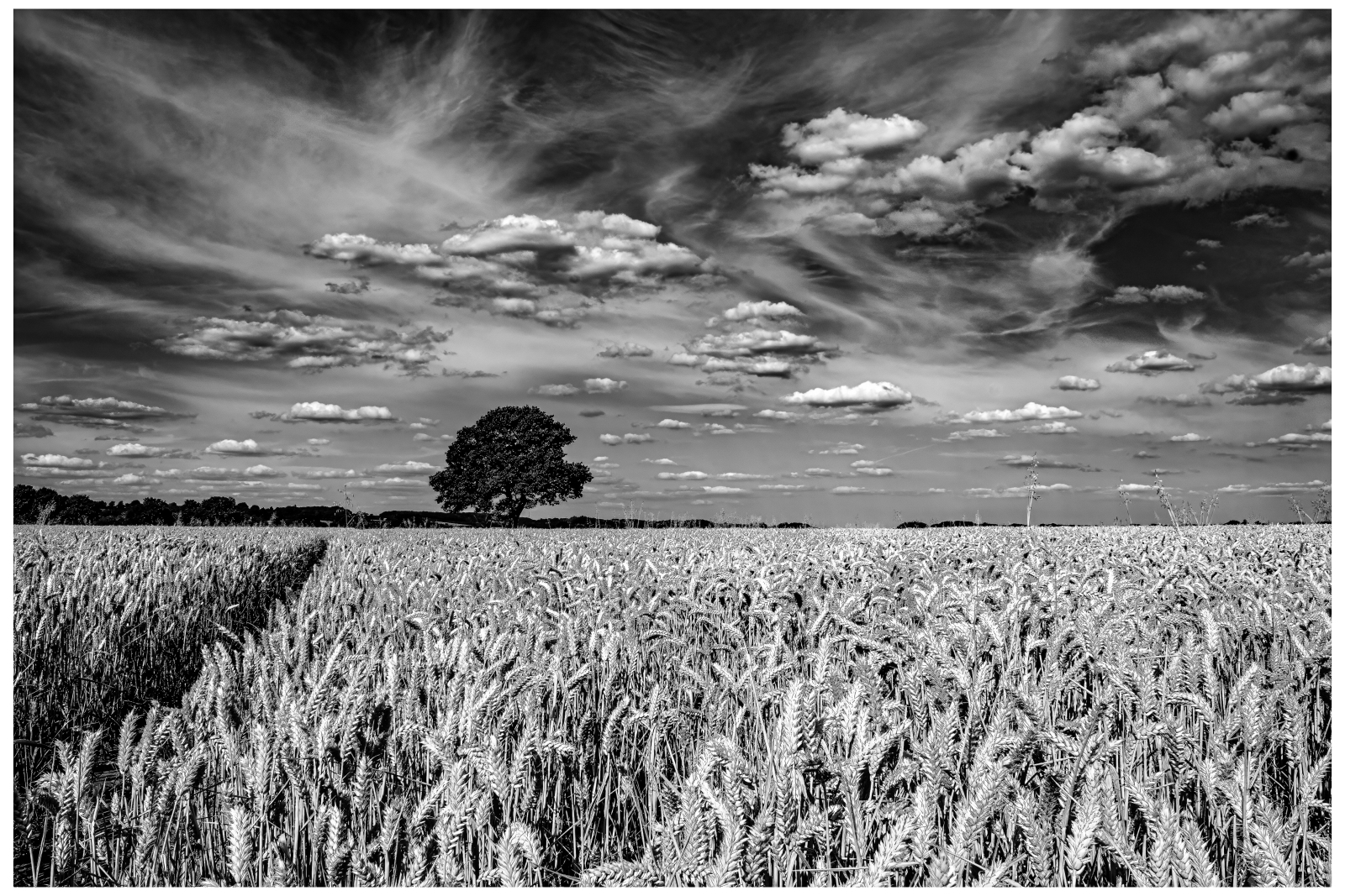 HARVEST TIME by Andy Gibbons