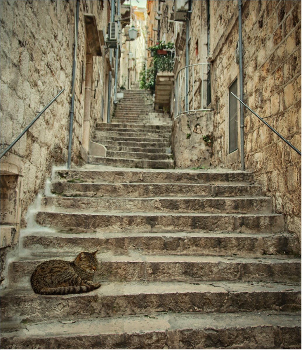 ALLEY CAT by Sue Jackson