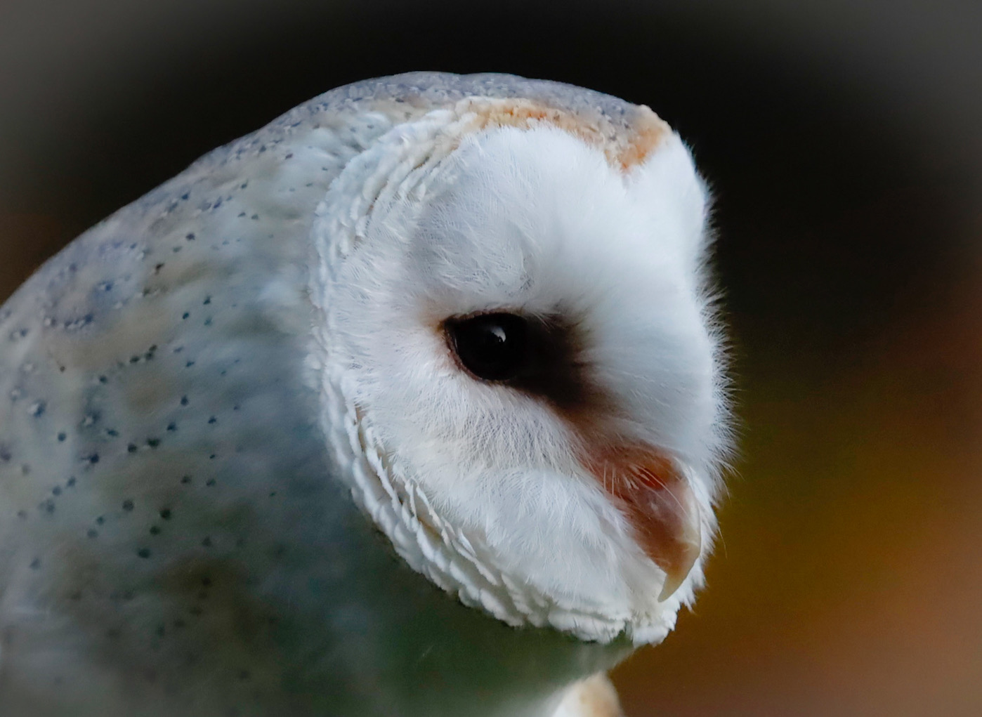 BARN OWL
